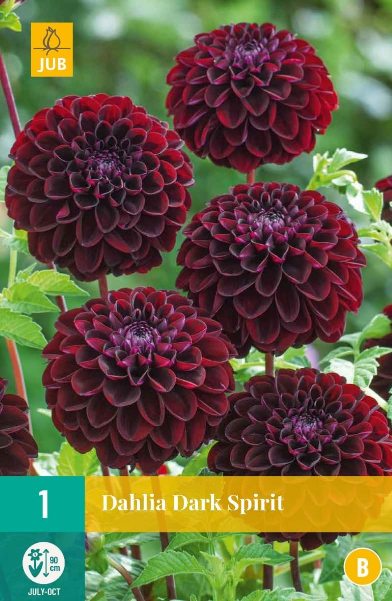 Dahlia Dark Spirit