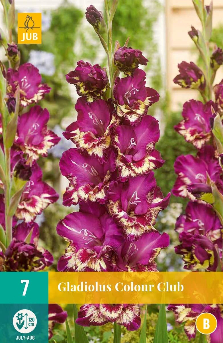 Gladiolus Colour Club