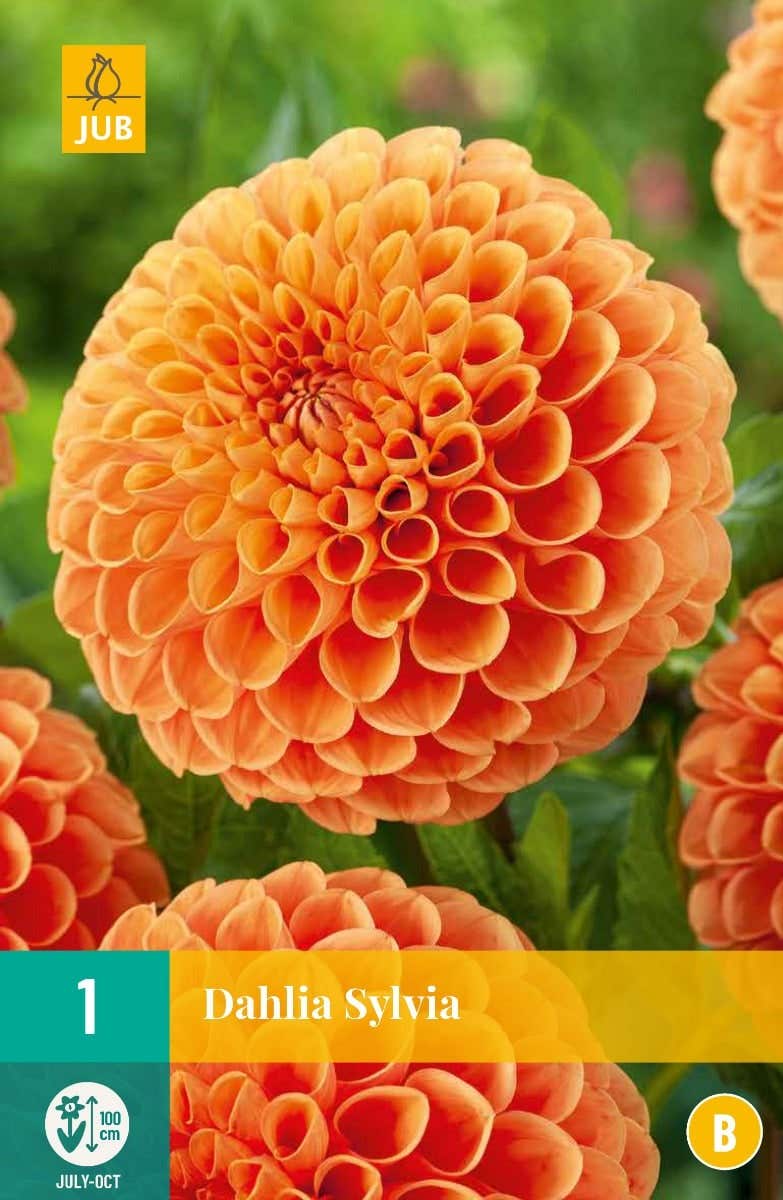 Dahlia Sylvia