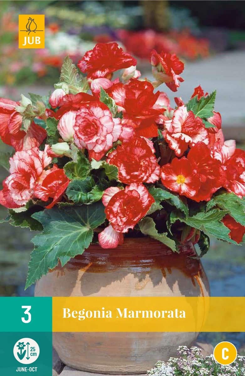 Begonia Marmorata