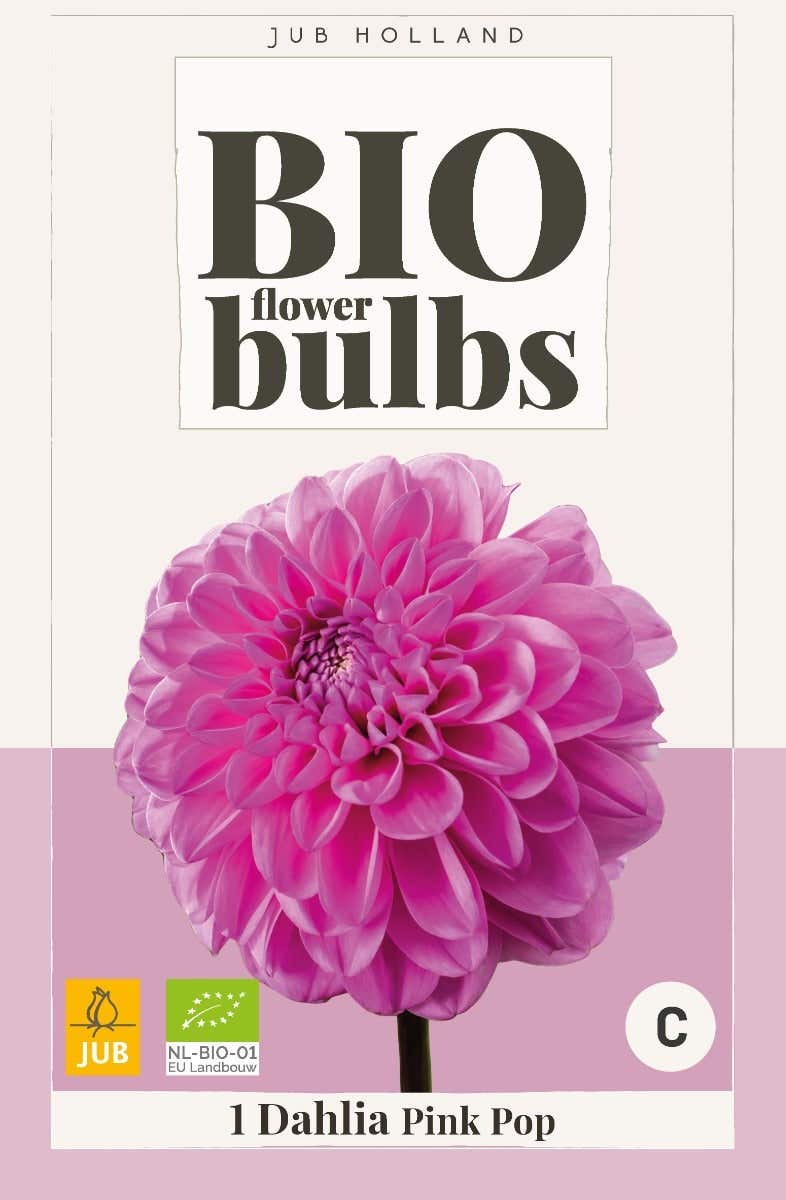 Bio Dahlia Pink Pop