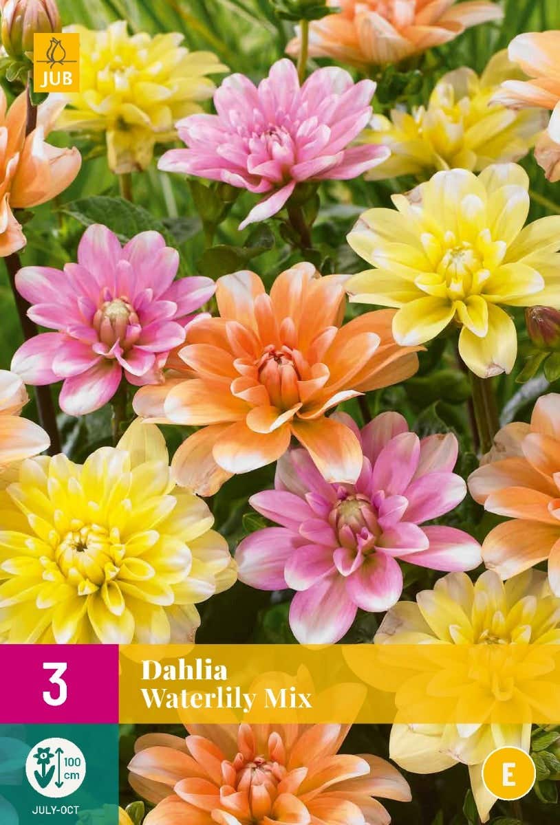Dahlia Waterlily Mix