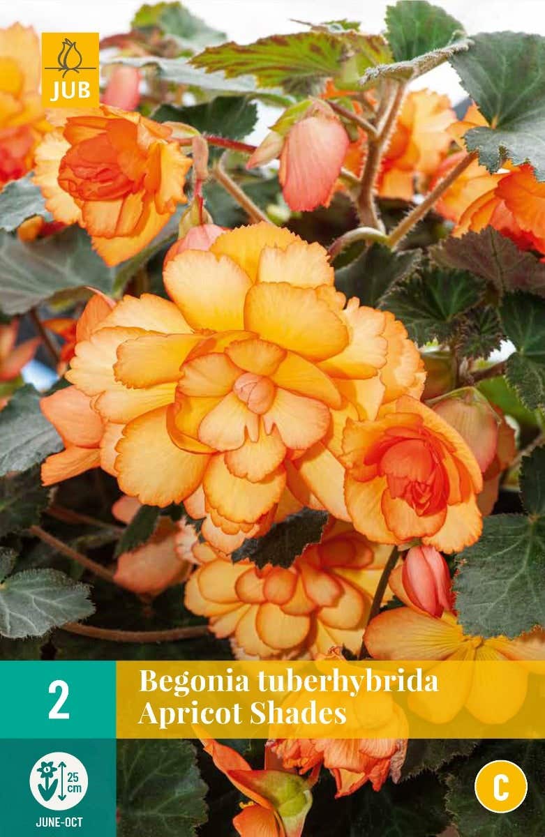 Begonia Tuberhybrida Apricot Shades