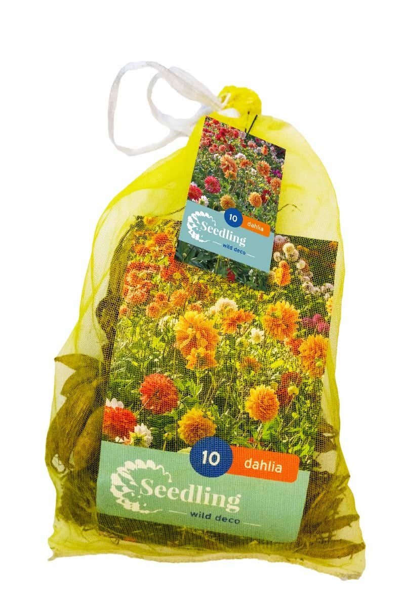 Zaad Dahlia Decoratief (Netlon)