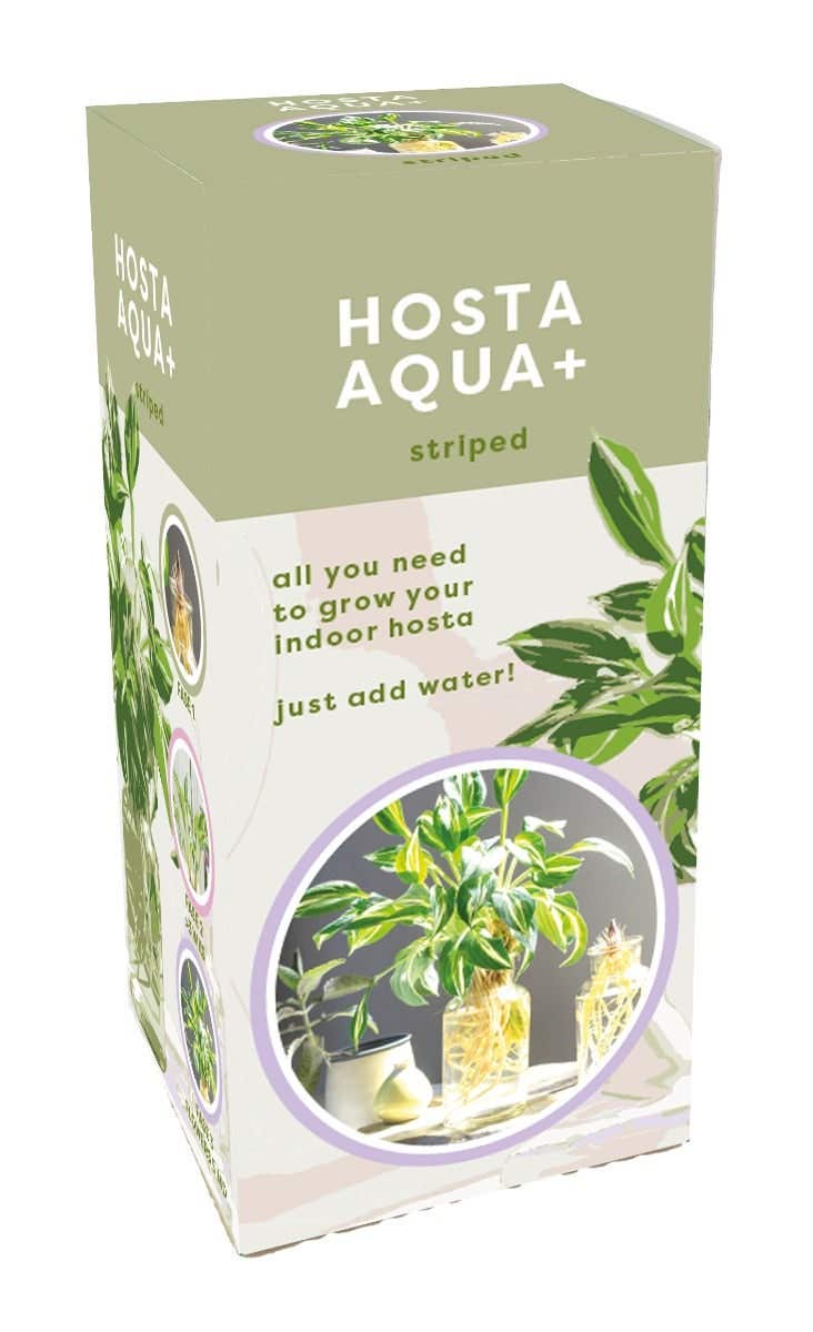 Doosje Aqua+ Hosta Striped In Glas