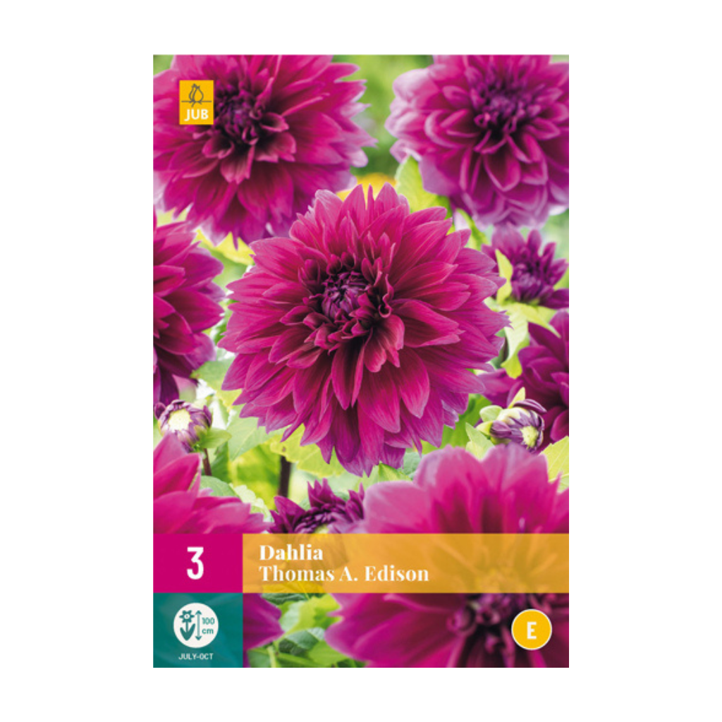 Dahlia thomas a. edison 3 bollen