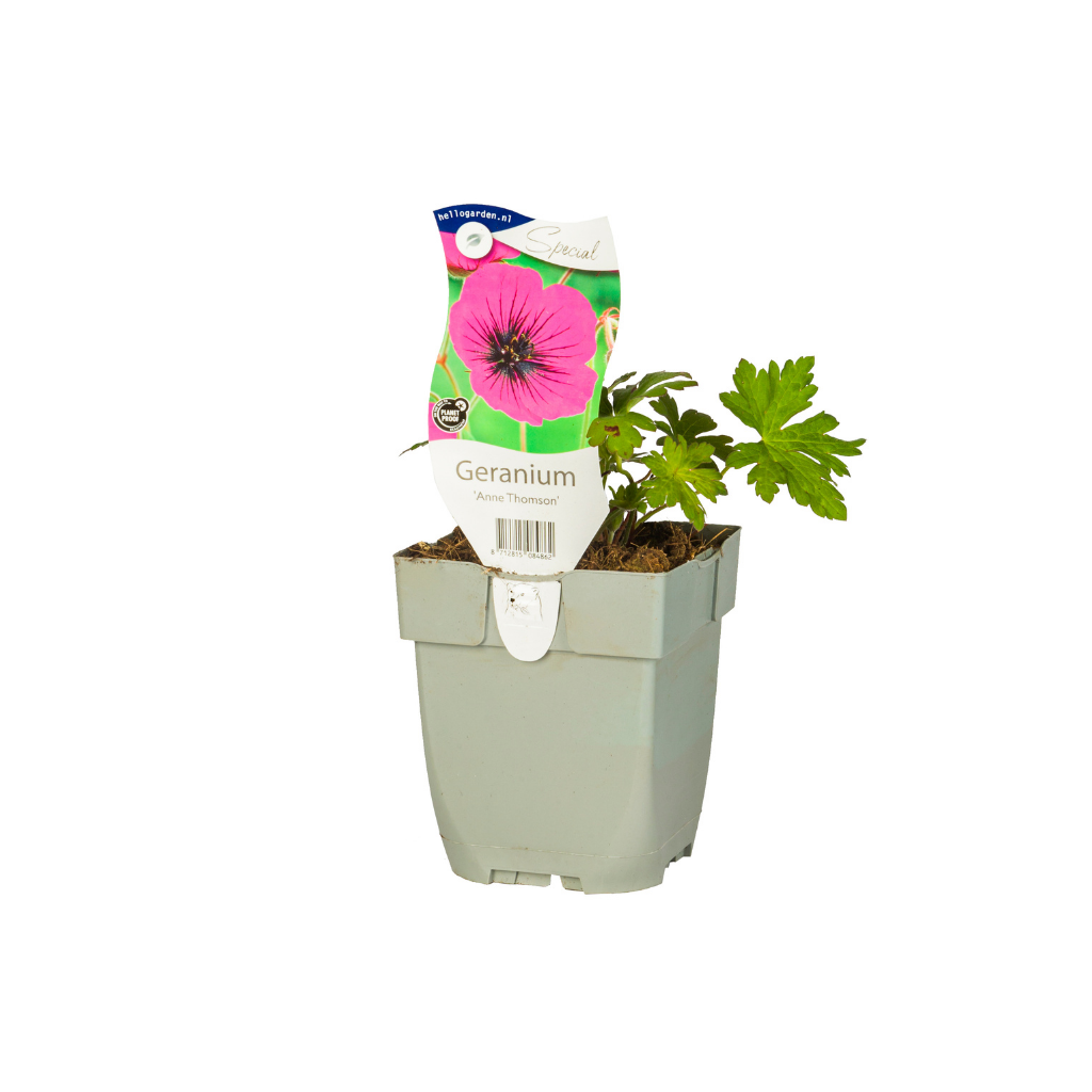 Ooievaarsbek (Geranium 'Anne Thomson')