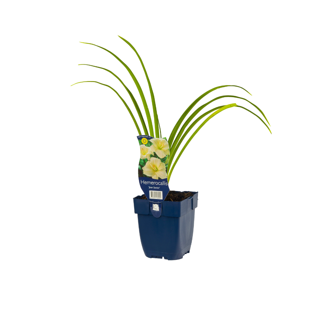 Daglelie (Hemerocallis 'Joan Senior') ø 11 cm