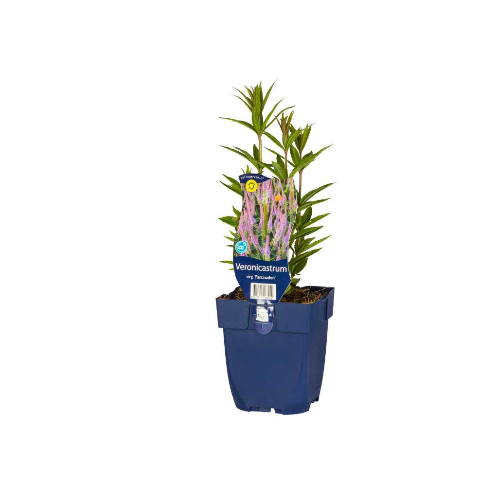 Virginische Ereprijs (Veronicastrum virg. 'Fascination') ø 11 cm