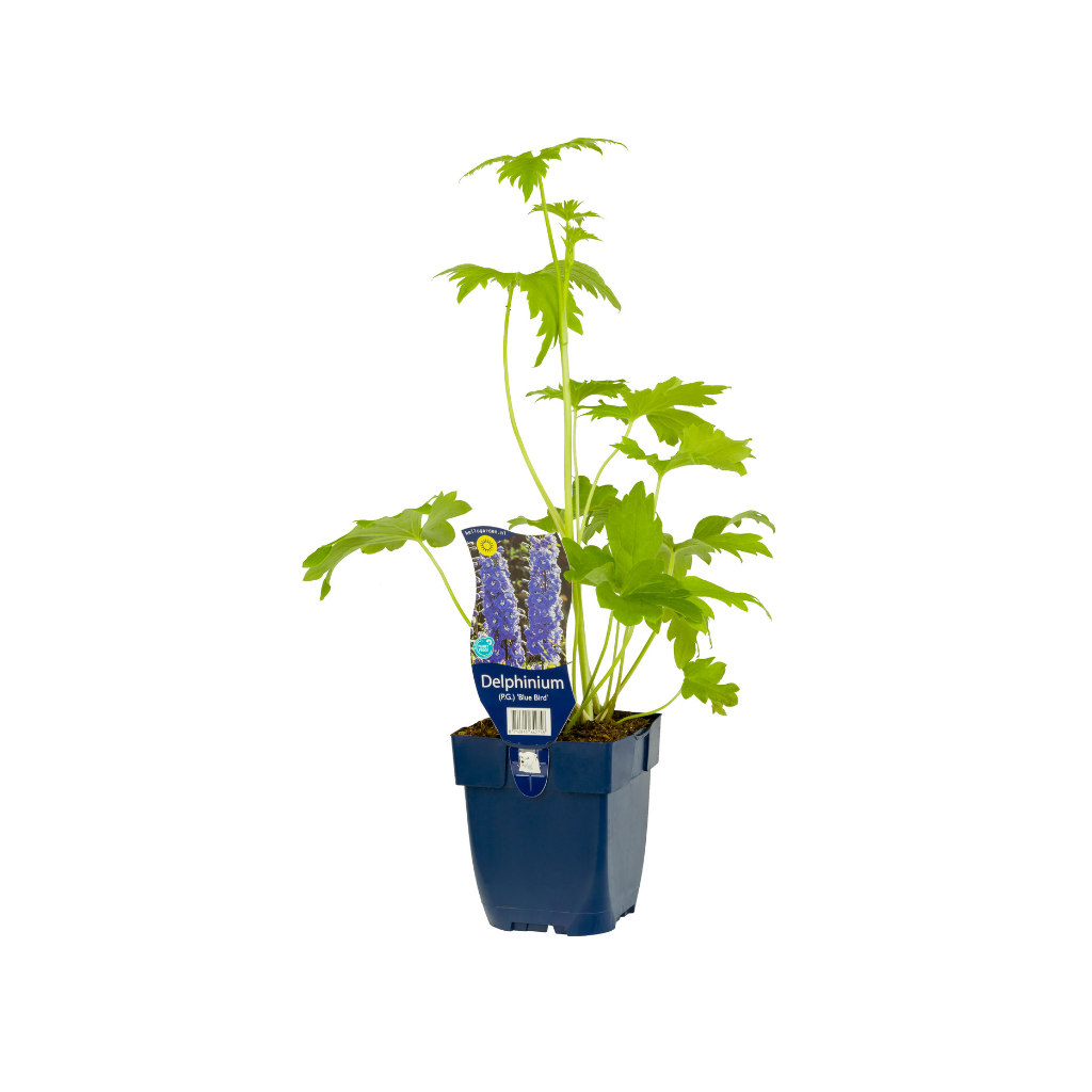 Ridderspoor (Delphinium (P) 'Blue Bird') ø 11 cm