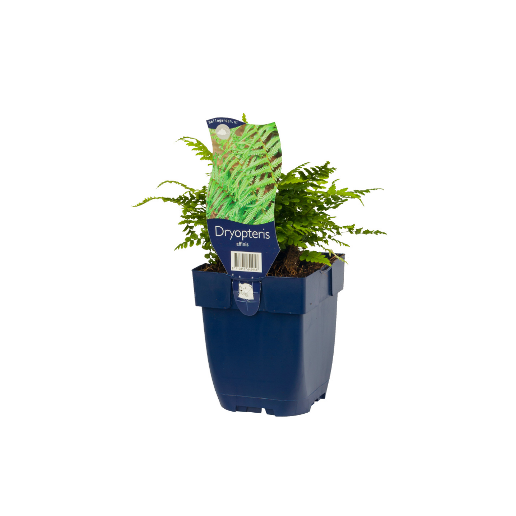 Geschubde mannetjesvaren (Dryopteris affinis) ø 11 cm
