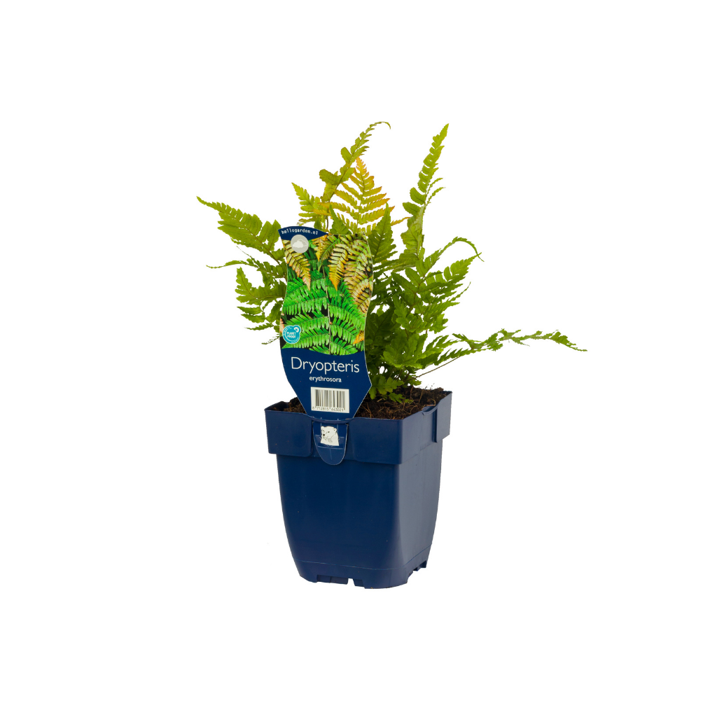 Rode sluiervaren (Dryopteris erythrosora) ø 11 cm
