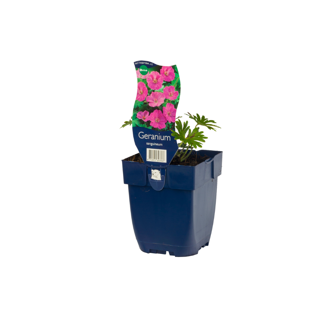 Ooievaarsbek (Geranium sanguineum) ø 11 cm