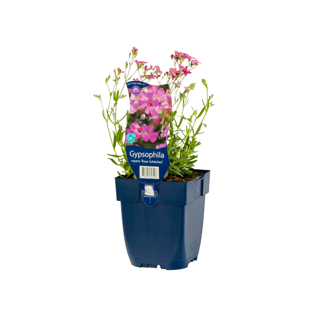 Kruipend gipskruid (Gypsophila rep. 'Rosa Schönheit') ø 11 cm
