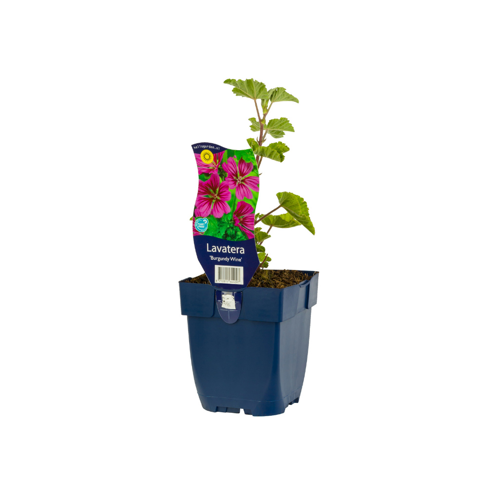Lavatera (Lavatera 'Burgundy Wine') ø 11 cm