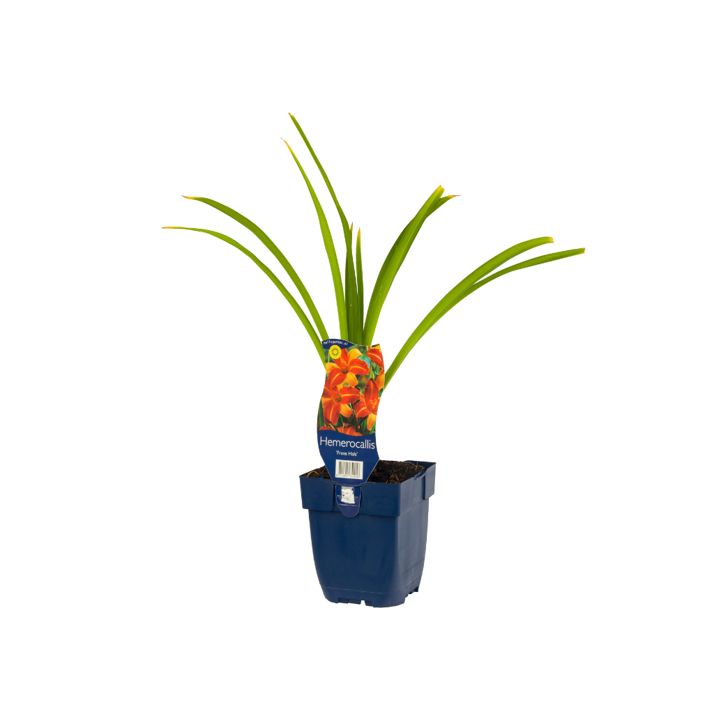 Daglelie (Hemerocallis 'Frans Hals') ø 11 cm