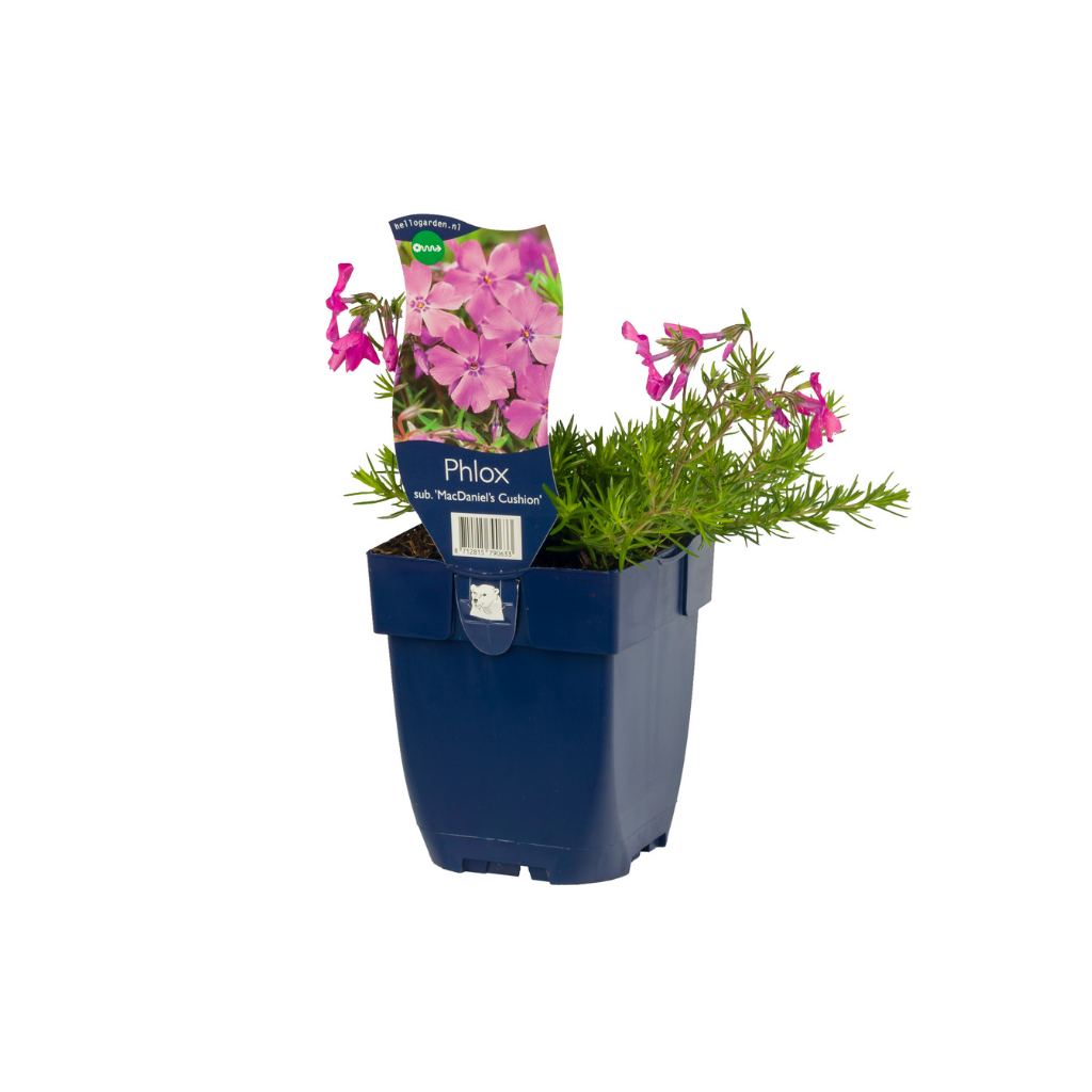 Vlambloem (Phlox (S) 'MacDaniel's Cushion') ø 11 cm