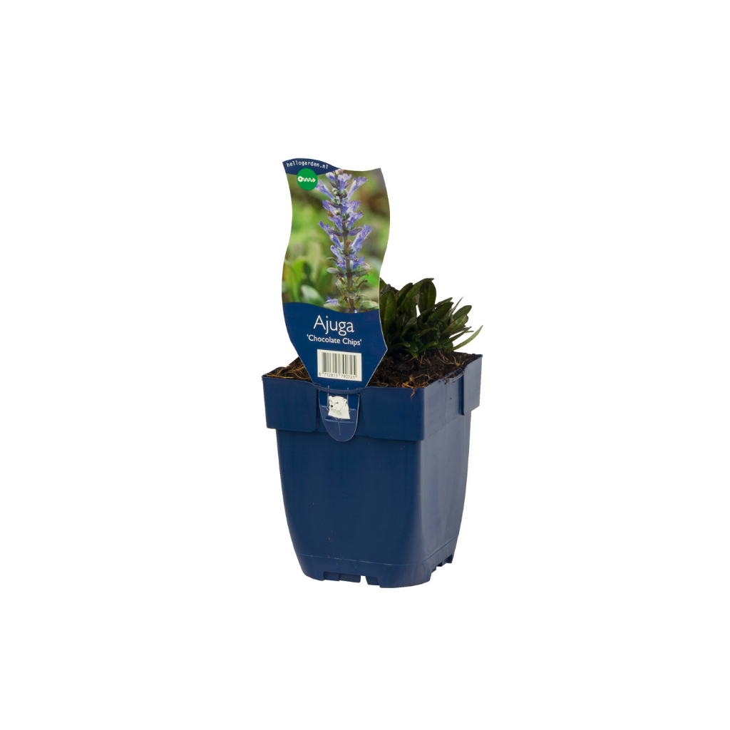 Kruipend zenegroen (Ajuga 'Chocolate Chips') ø 11 cm