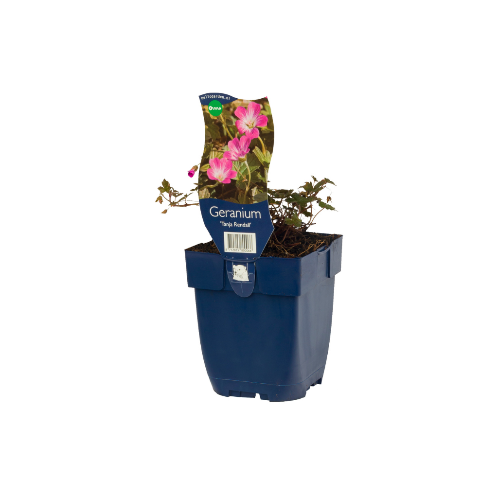 Ooievaarsbek (Geranium 'Tanja Rendall') ø 11 cm