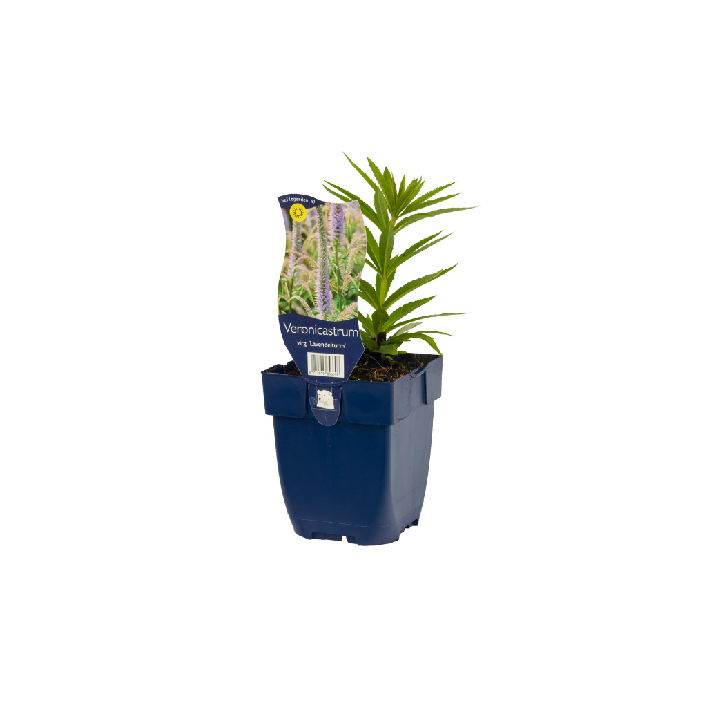 Zwarte ereprijs (Veronicastrum virg. 'Lavendelturm') ø 11 cm