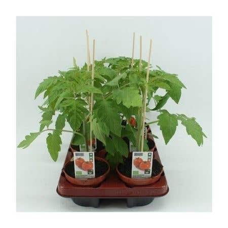 Ronde tomaat (Lycopersicon esculentum) BIO
