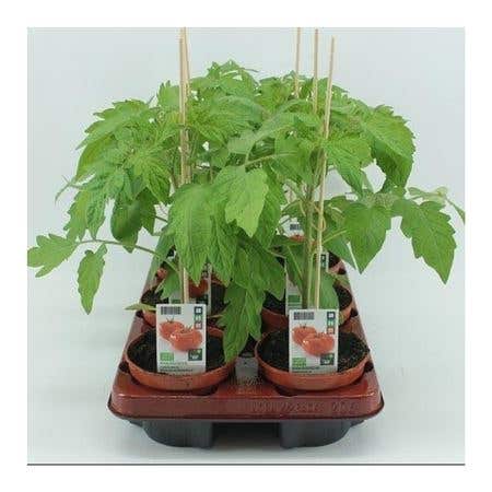 Vleestomaat (Lycopersicon esculentum) BIO