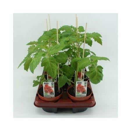 Cherrytomaat (Lycopersicon esculentum) BIO