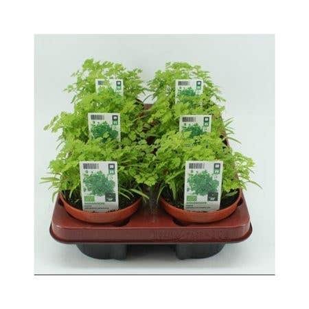 Kervel (Anthriscus Cerefolium) BIO