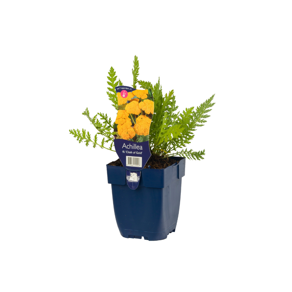 Duizendblad (Achillea fil. 'Cloth of Gold') ø 11 cm