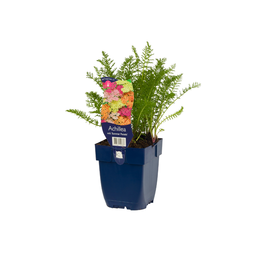 Duizendblad (Achillea mill. 'Summer Pastels') ø 11 cm