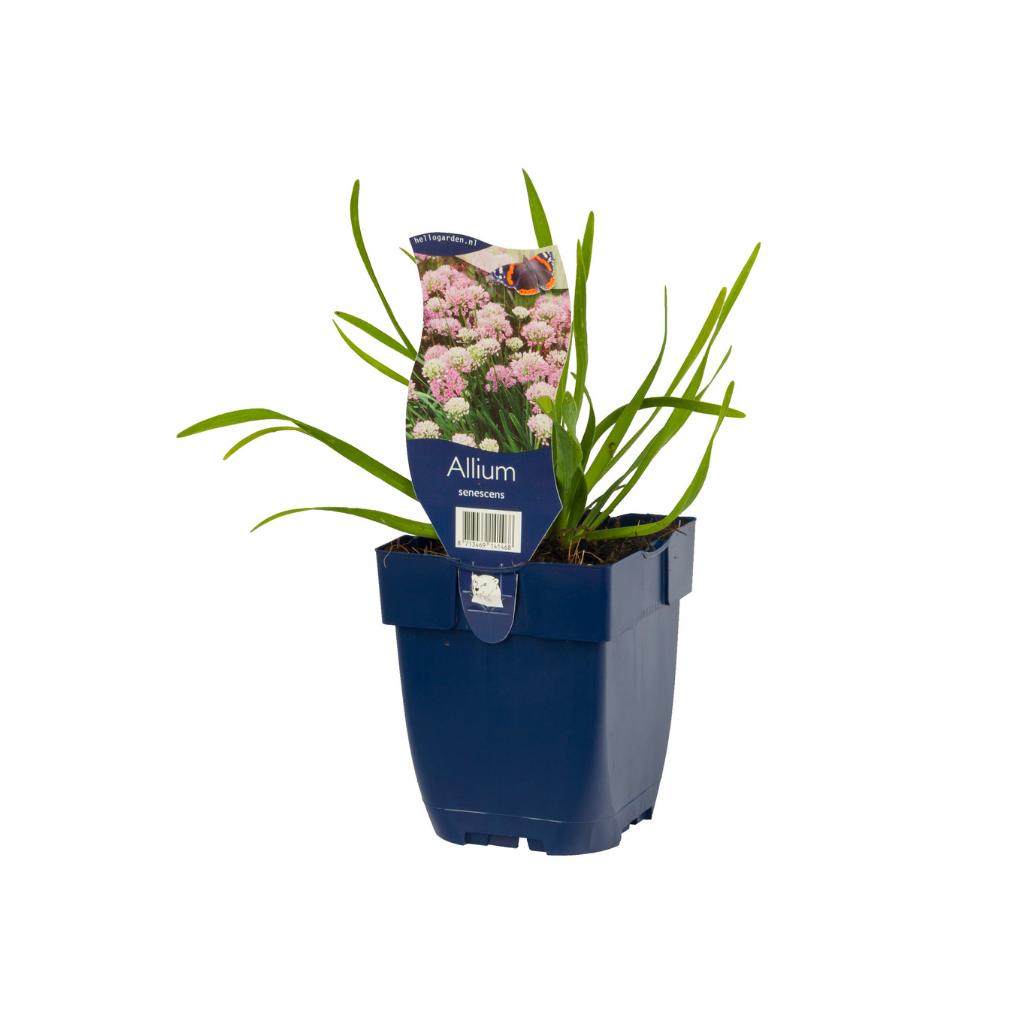 Sierui (Allium senescens)