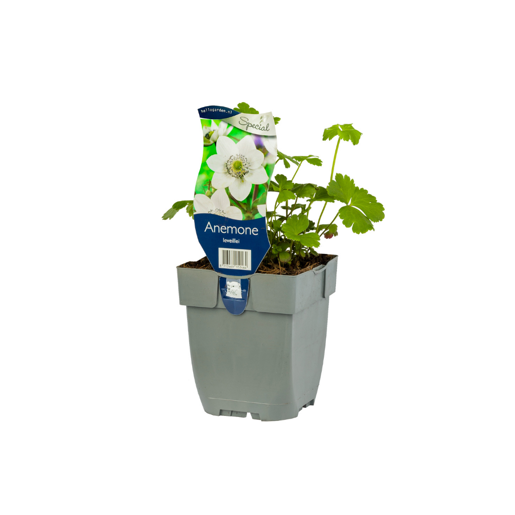 Anemoon (Anemone leveillei) ø 11 cm
