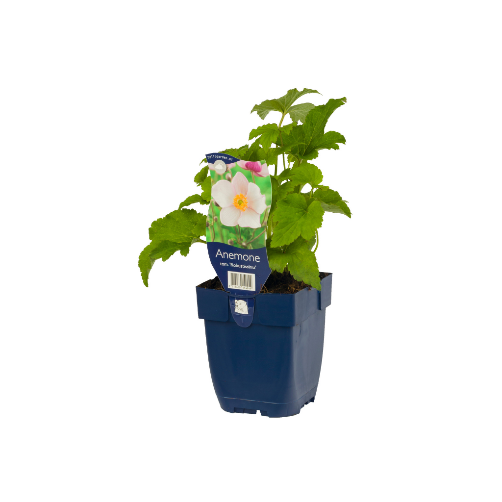 Japanse anemoon (Anemone tom. 'Robustissima') ø 11 cm