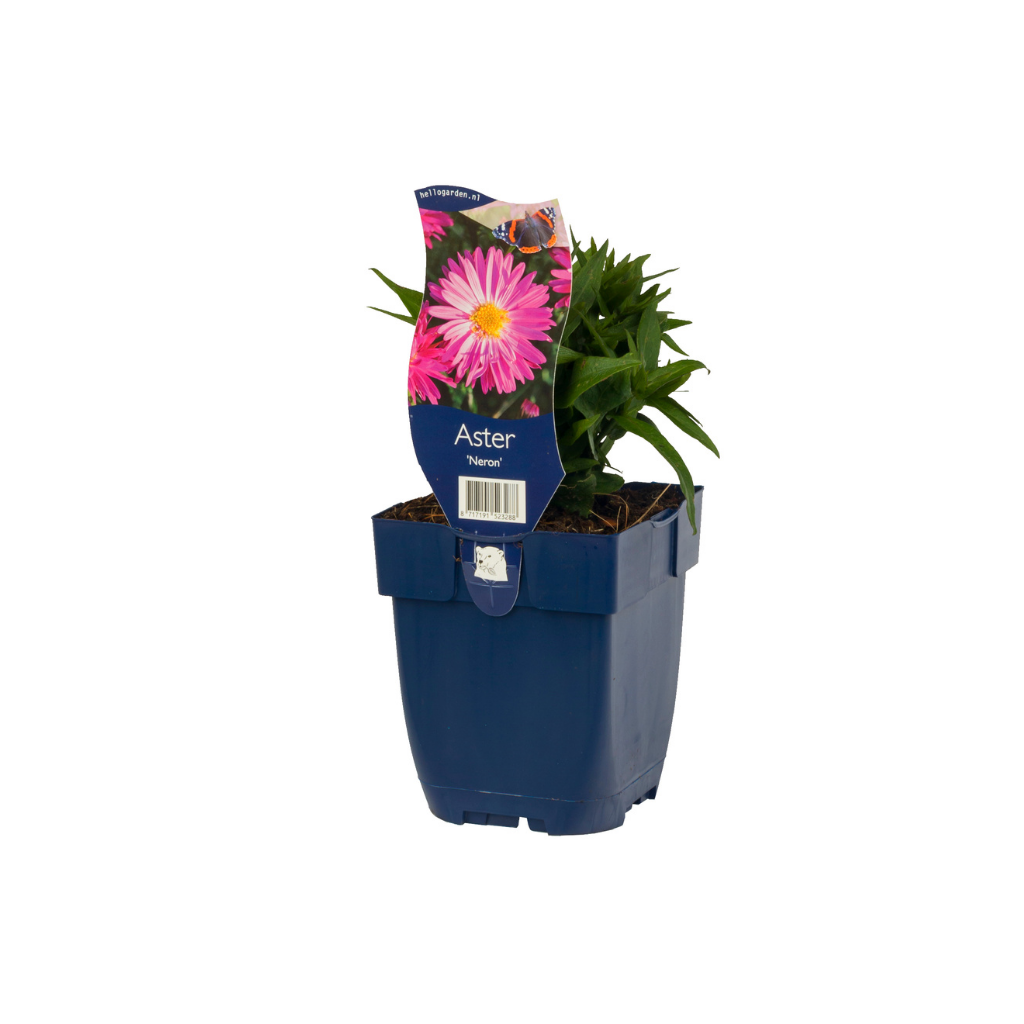 Herfstaster (Aster lat. 'Lady in Black') ø 11 cm