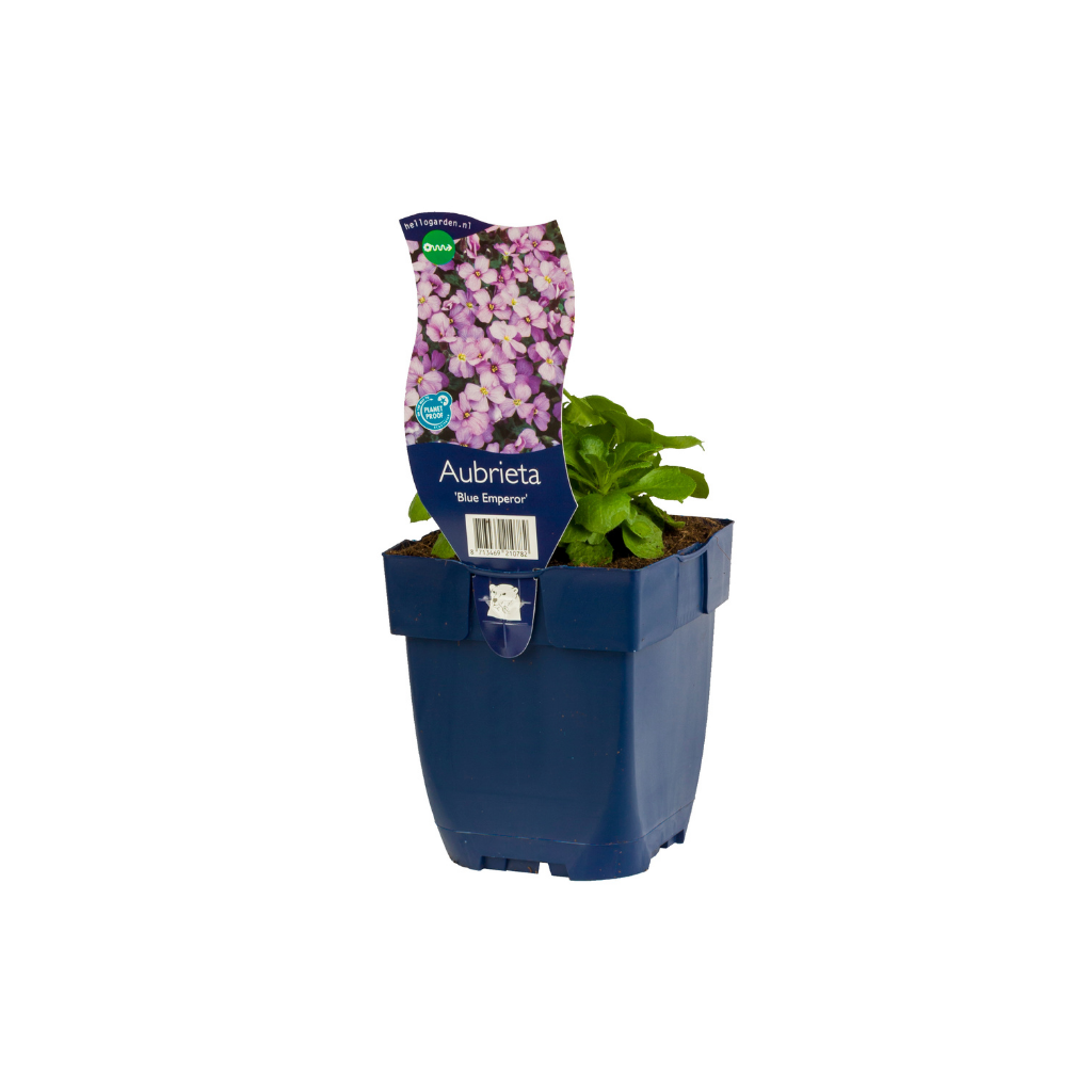 Randjesbloem (Aubrieta 'Blue Emperor') ø 11 cm