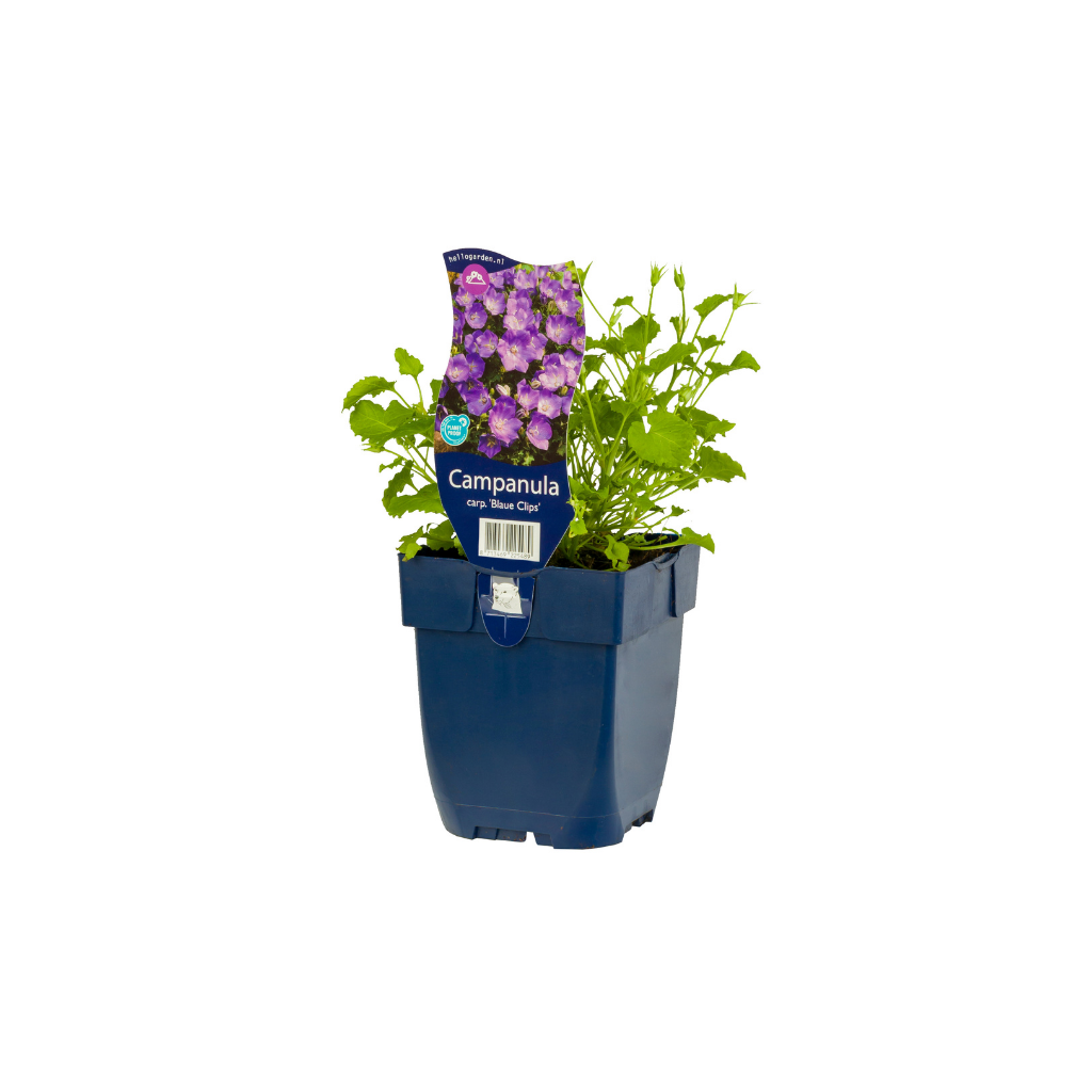 Karpatenklokje (Campanula carp. 'Blaue Clips') ø 11 cm