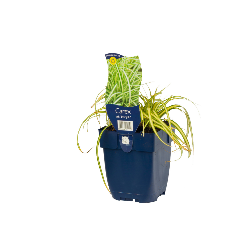Zegge (Carex oshimensis 'Evergold') ø 11 cm