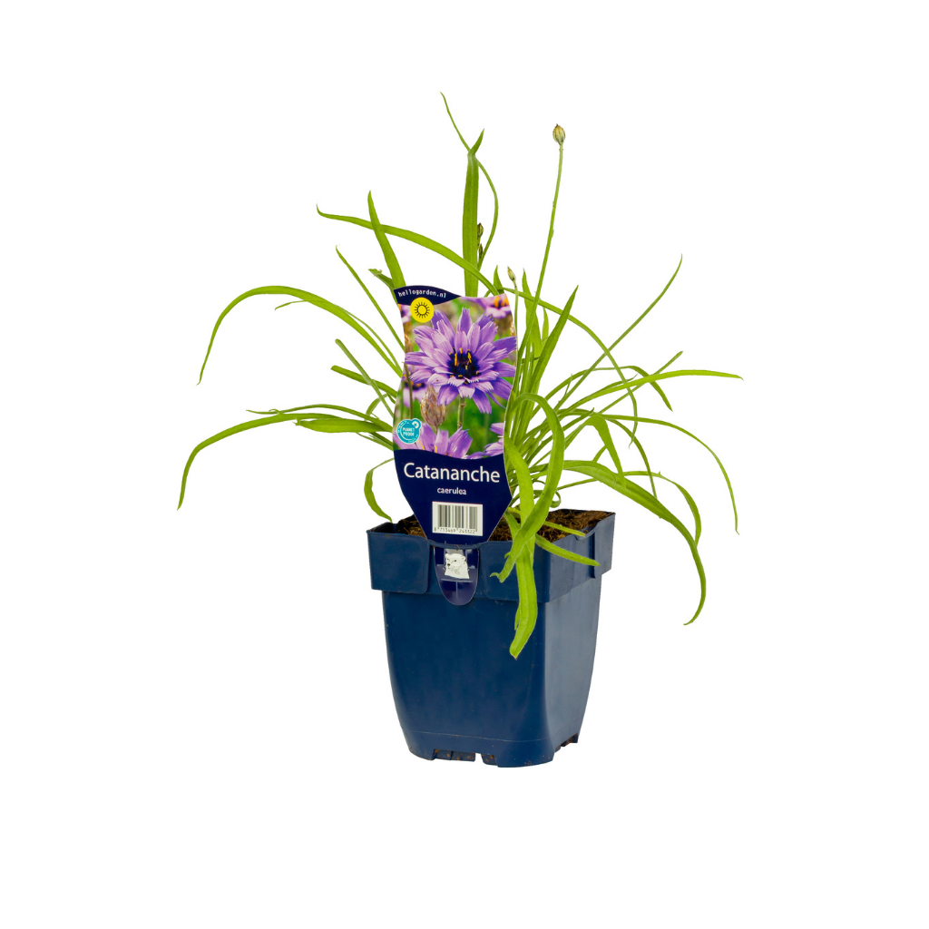 Blauwe strobloem (Catananche caerulea) ø 11 cm