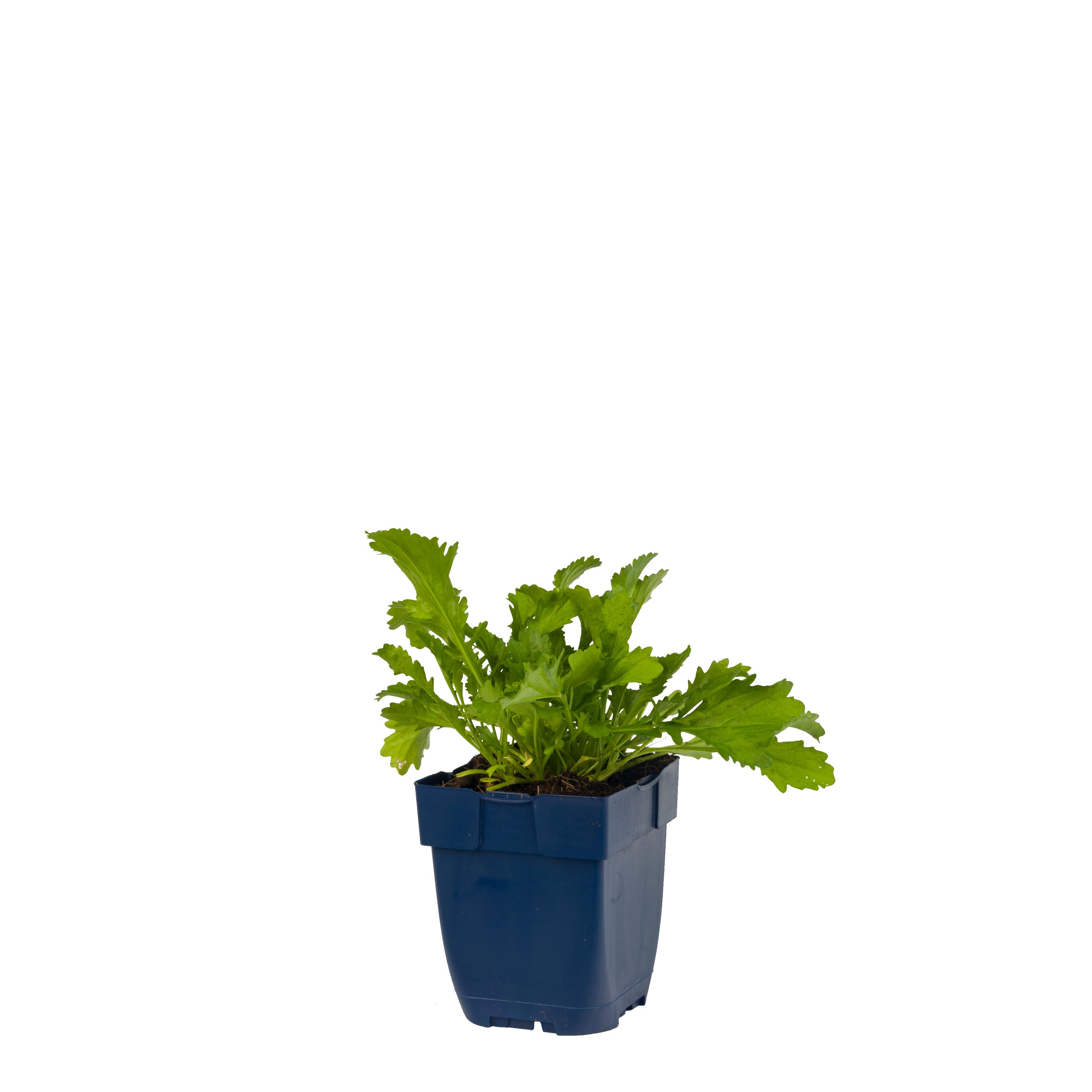 Margriet (Leucanthemum v. 'Maikönigin') ø 11 cm