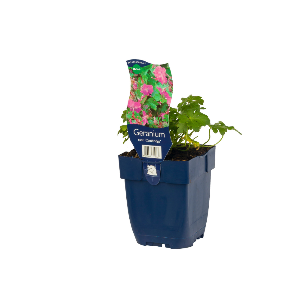 Ooievaarsbek (Geranium cant. 'Cambridge') ø 11 cm