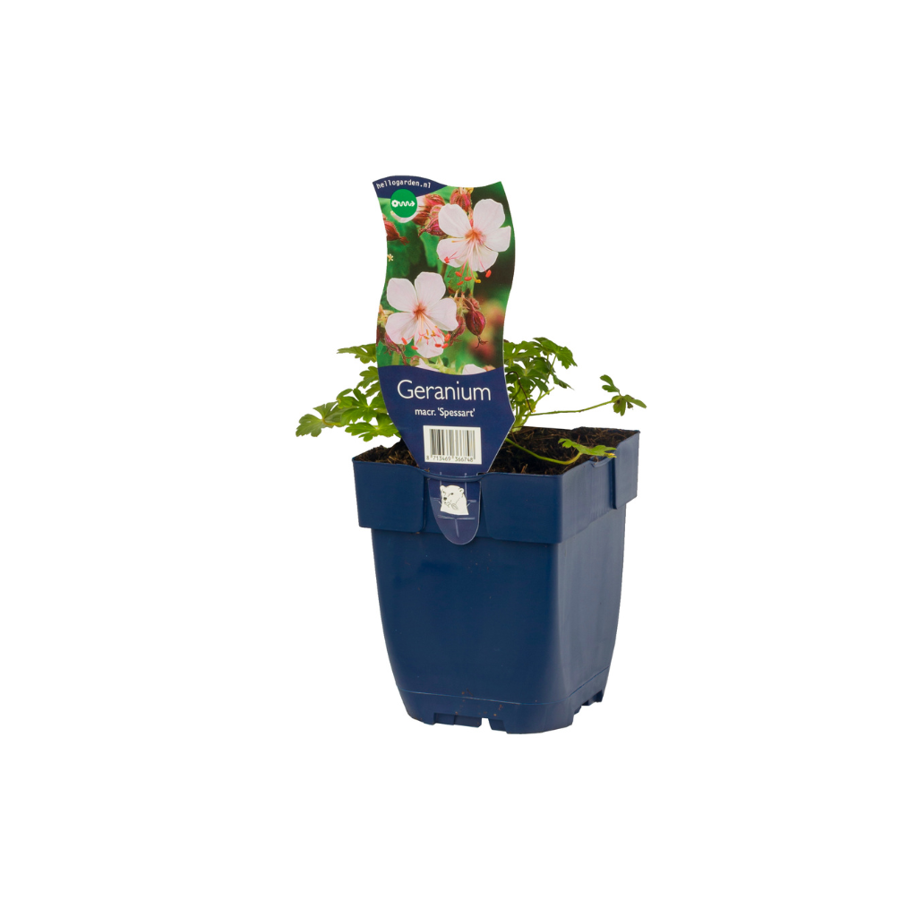 Ooievaarsbek (Geranium macr. 'Spessart') ø 11 cm