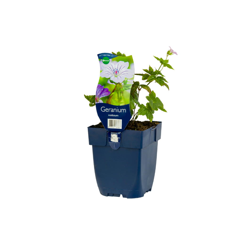 Ooievaarsbek (Geranium nodosum) ø 11 cm