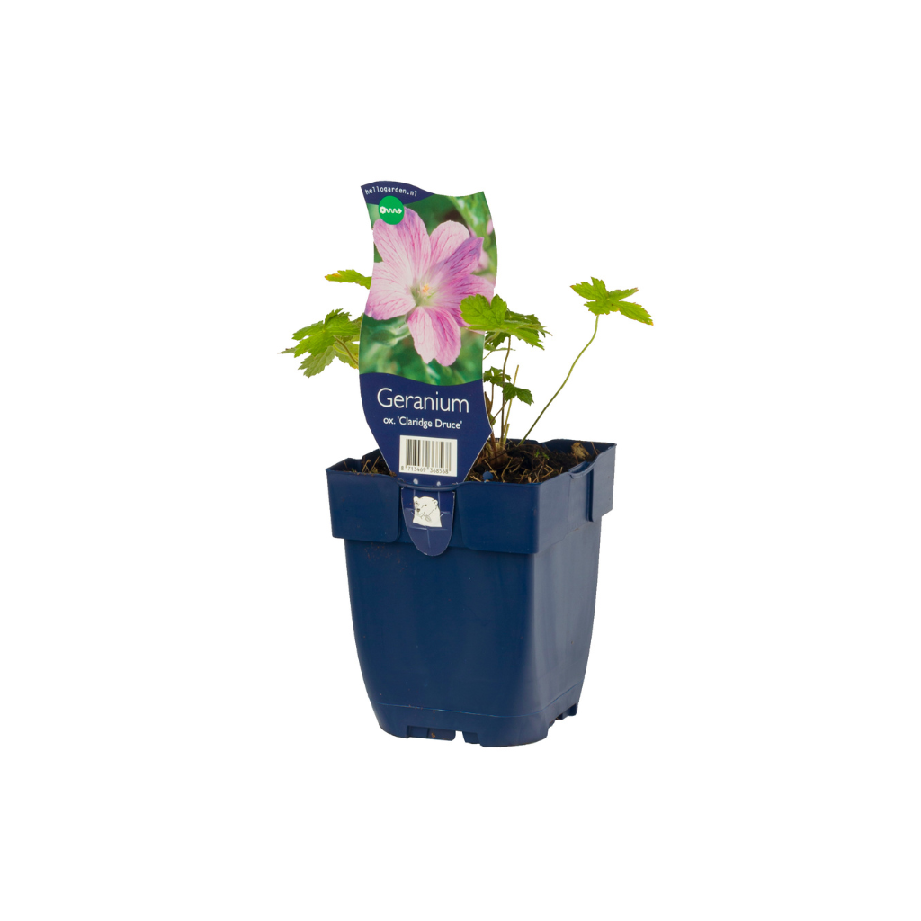 Ooievaarsbek (Geranium oxon. 'Claridge Druce') ø 11 cm