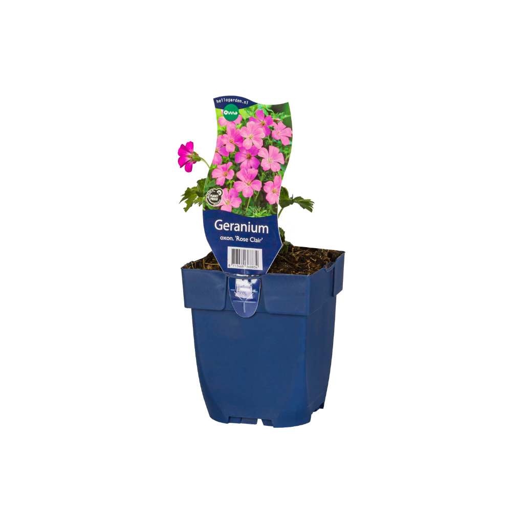Ooievaarsbek (Geranium oxon. 'Rose Clair') ø 11 cm