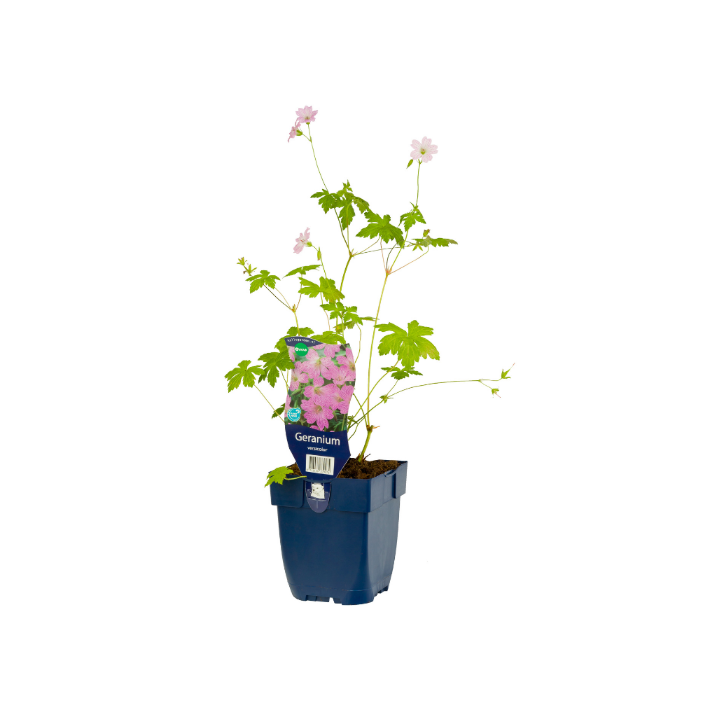 Ooievaarsbek (Geranium versicolor) ø 11 cm