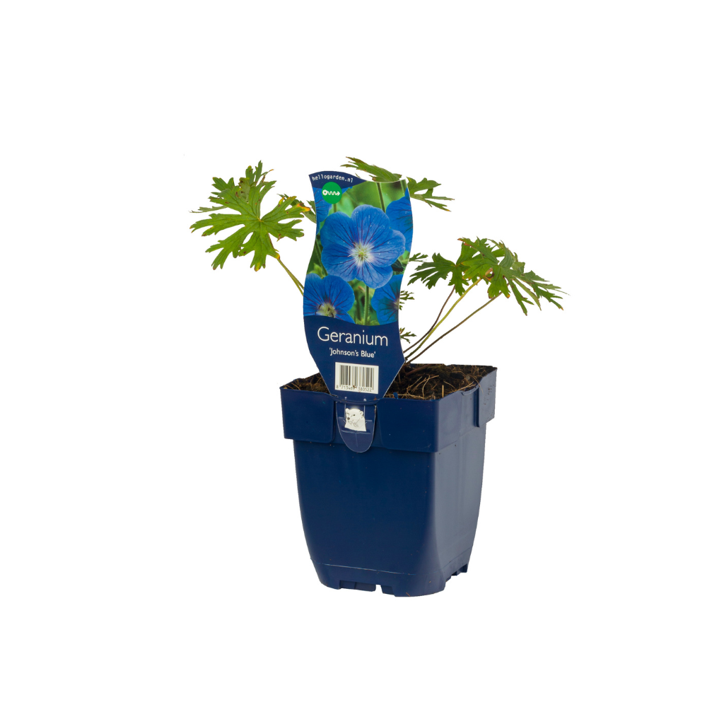 Ooievaarsbek (Geranium 'Johnson's Blue') ø 11 cm