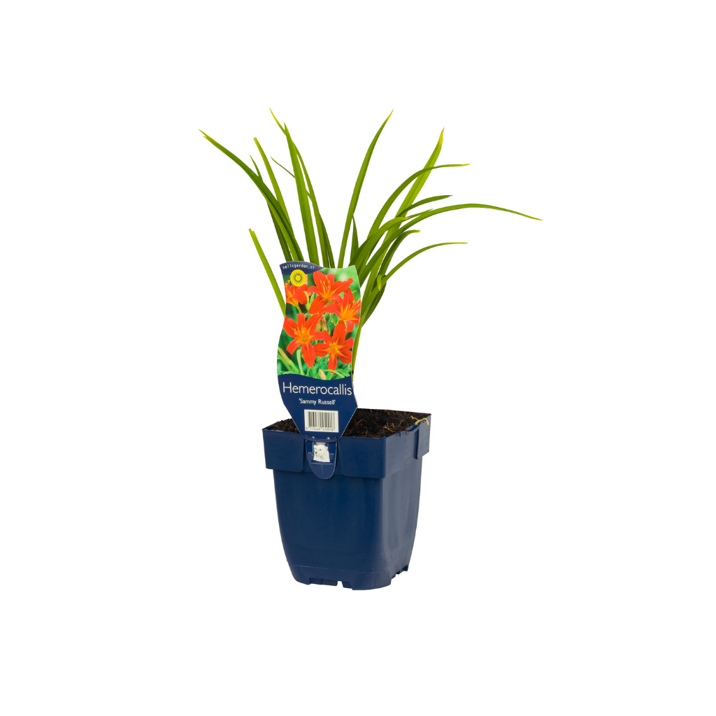 Daglelie (Hemerocallis 'Sammy Russell') ø 11 cm