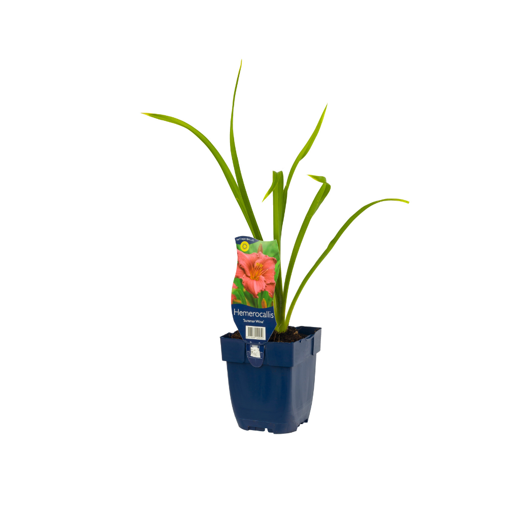 Daglelie (Hemerocallis 'Summer Wine') ø 11 cm