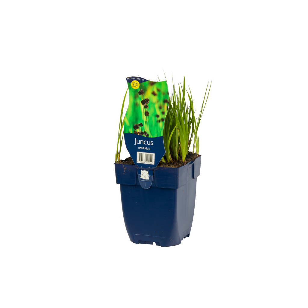 Zwaardrus (Juncus ensifolius) ø 11 cm