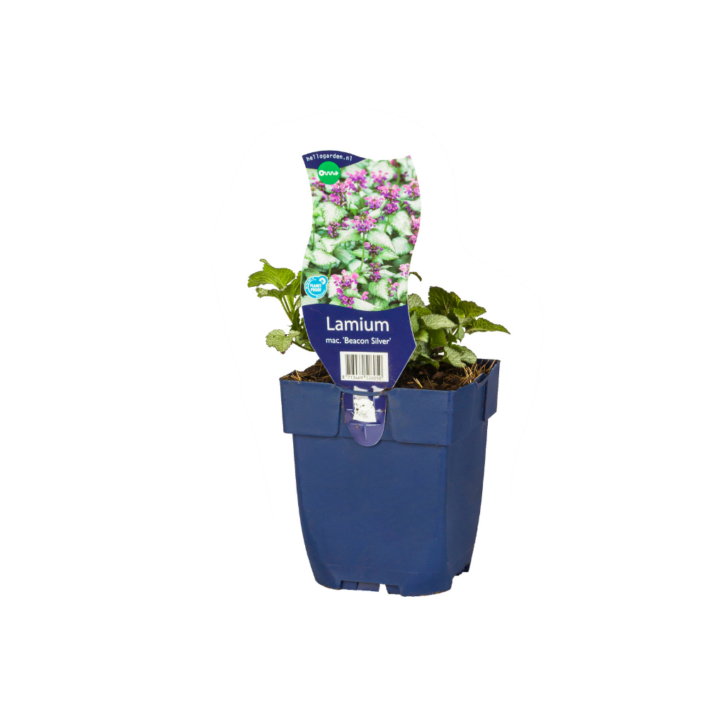 Dovenetel (Lamium mac. 'Beacon Silver') ø 11 cm